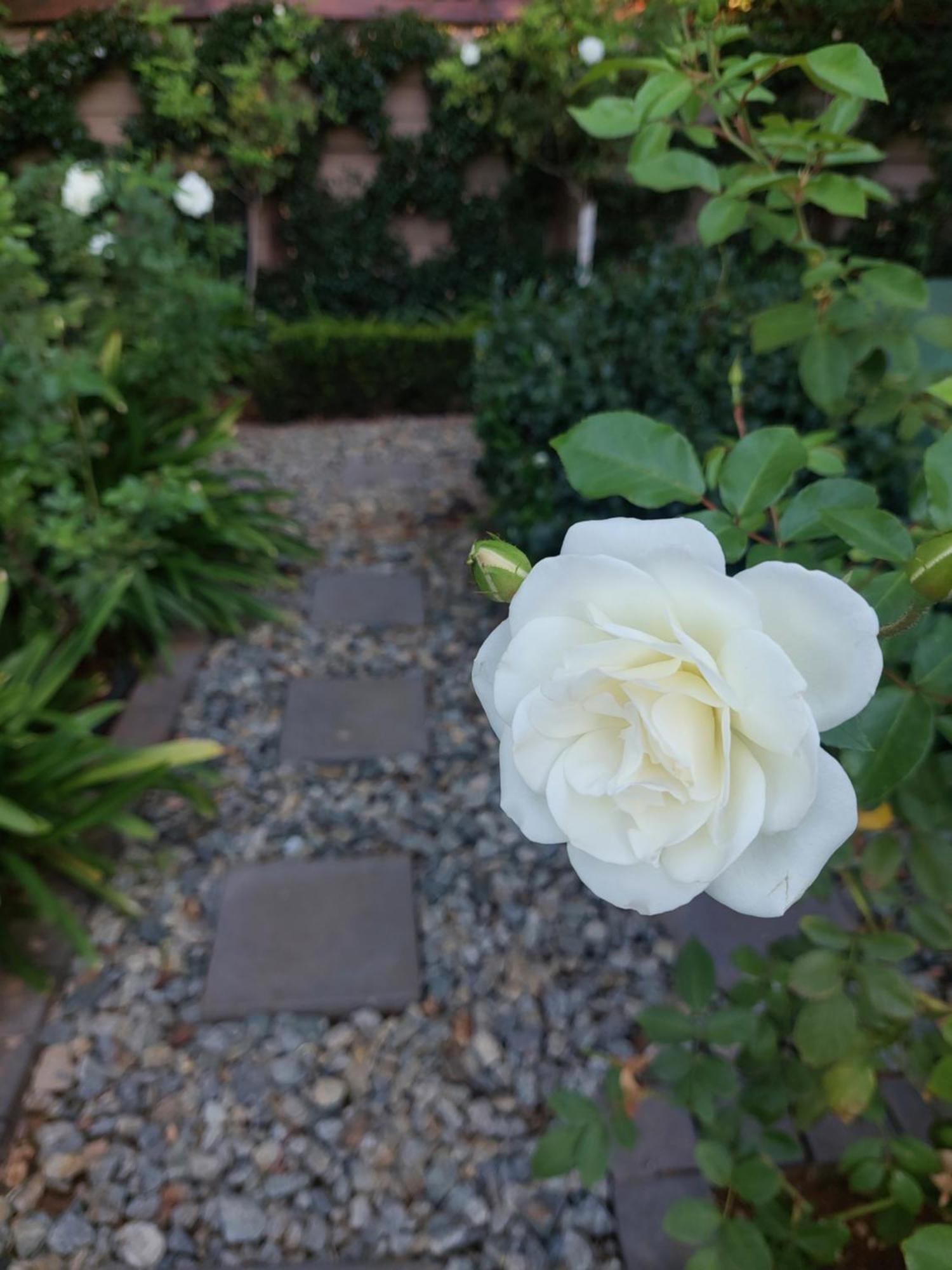 Bella Rosa Bed and Breakfast Potchefstroom Exteriör bild